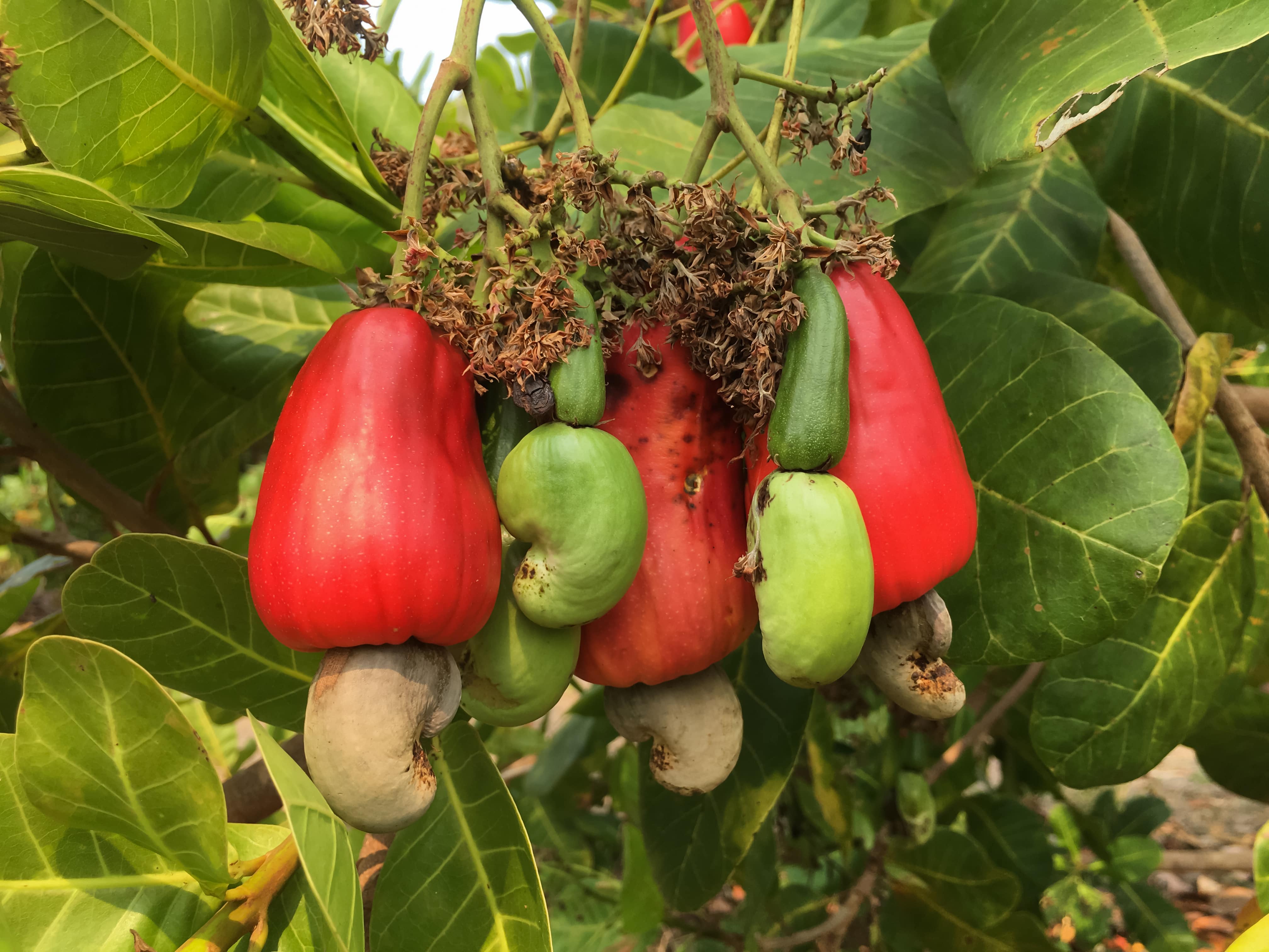 Cashew Cultivation