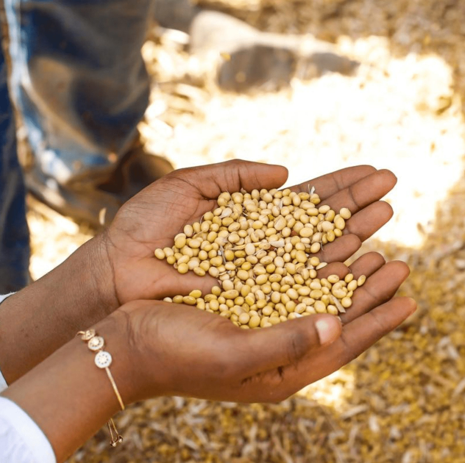 Sojay Farms Early Days